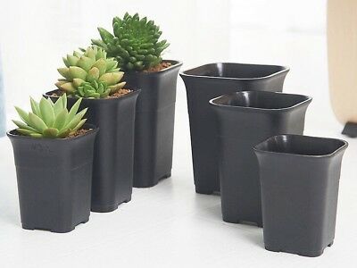 Square Black Haworthia Pots 7-12cm
